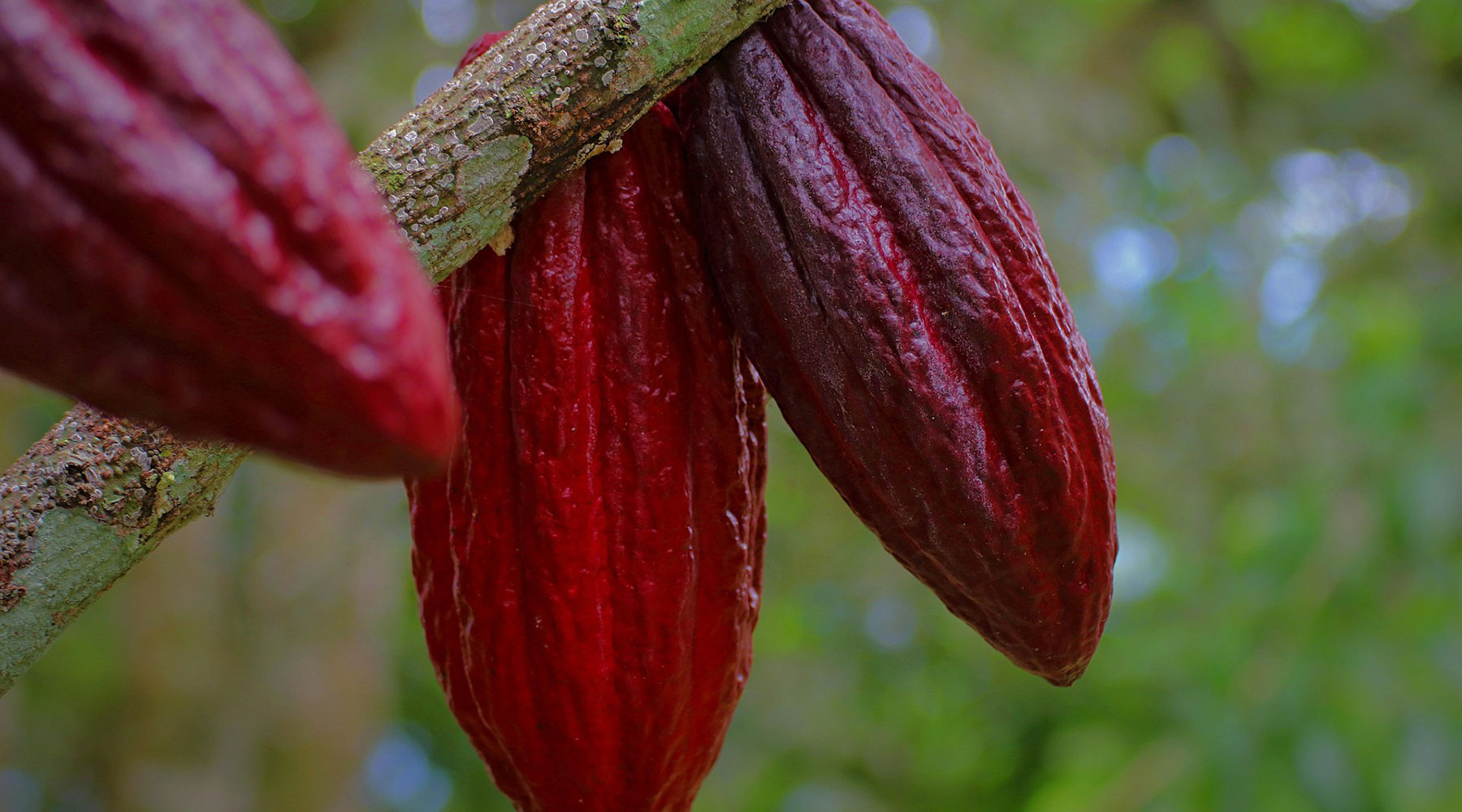 cacao